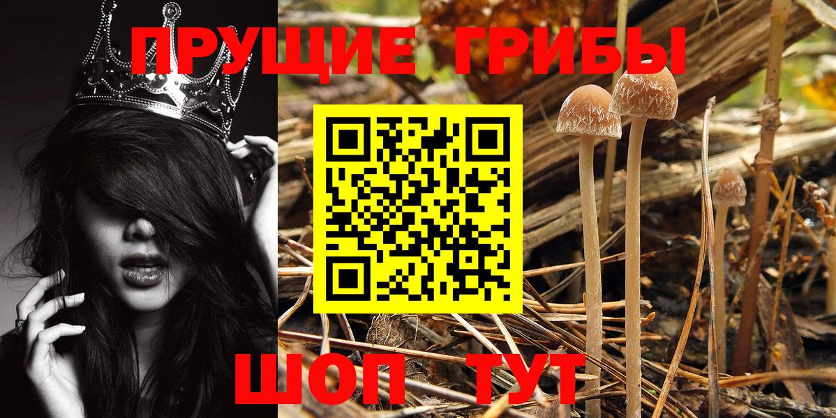 Галлюциногенные грибы Psilocybine cubensis Сатка